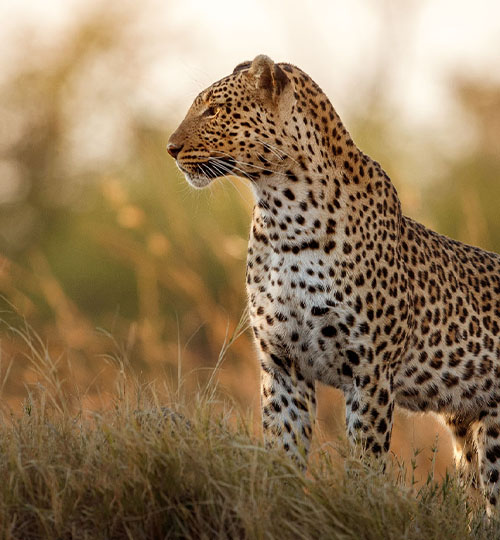 You may see leopard during this 4 days Northern Circuit Safari